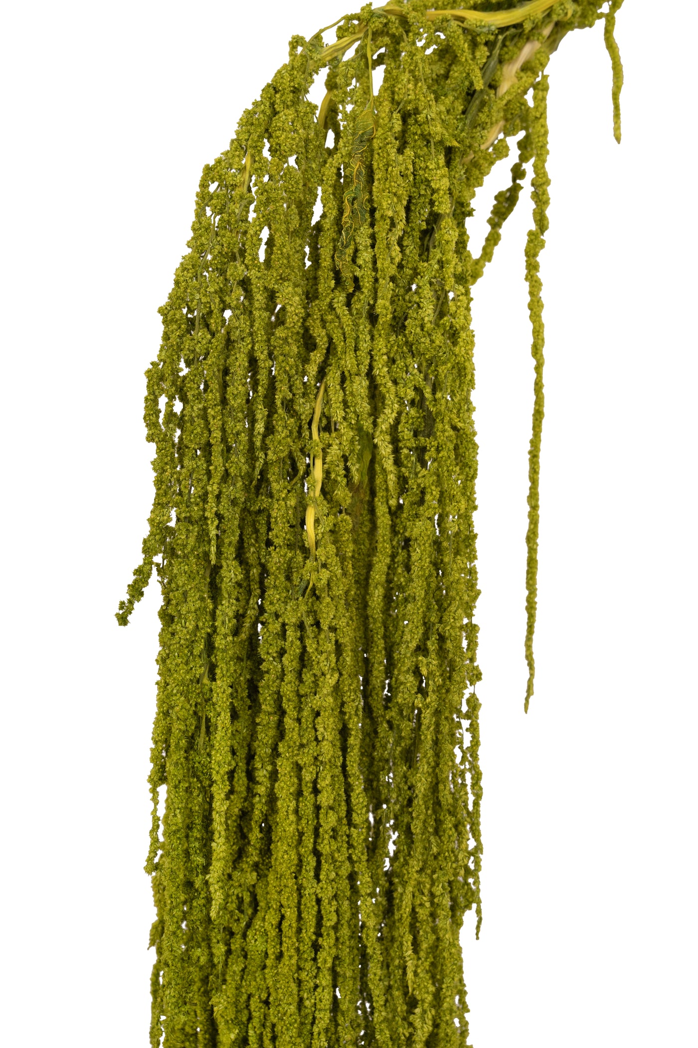 Crenguta conservata de Amaranthus H70-80 cm verde broccoli RR37