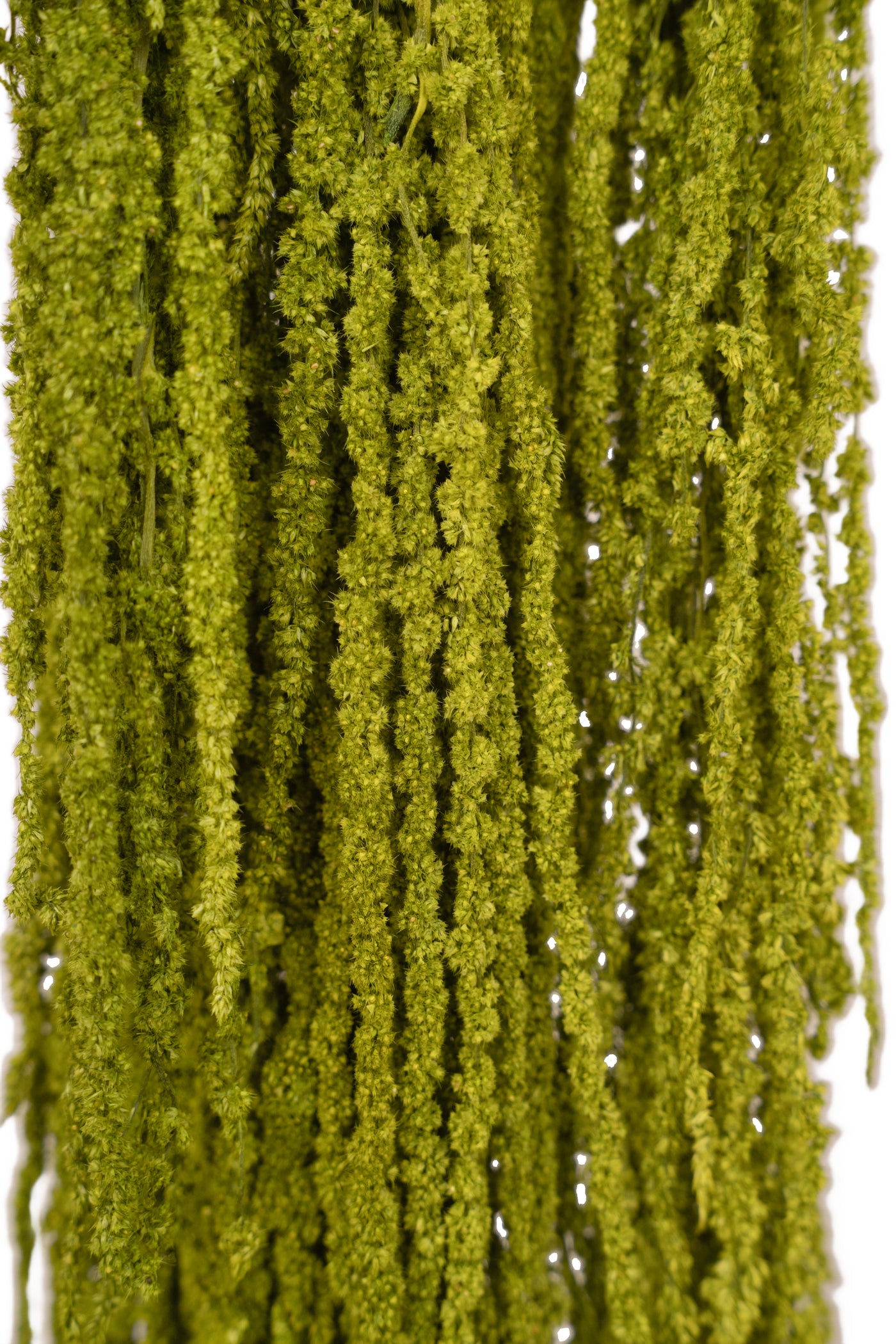 Crenguta conservata de Amaranthus H70-80 cm verde broccoli RR37