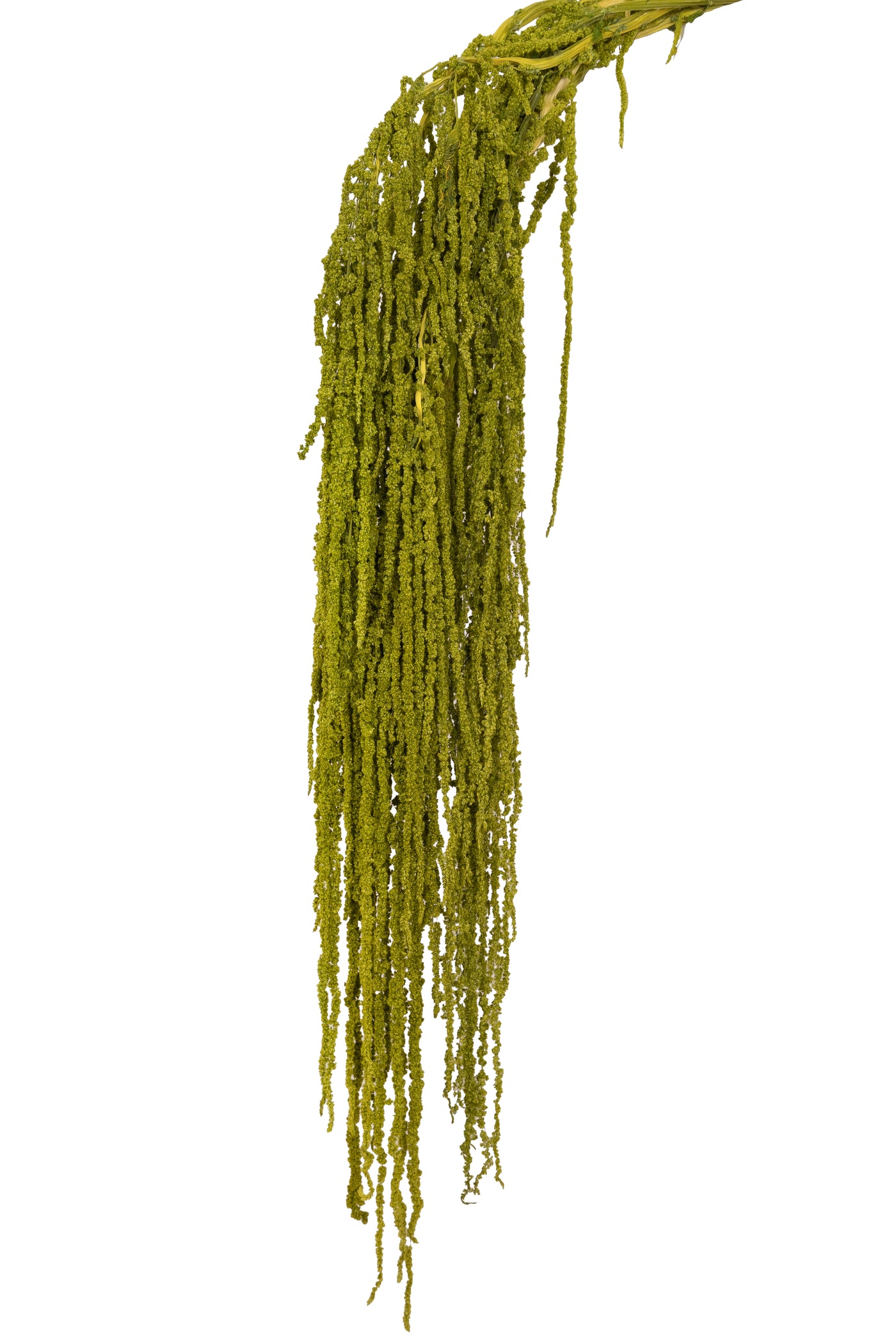 Crenguta conservata de Amaranthus H70-80 cm verde broccoli RR37