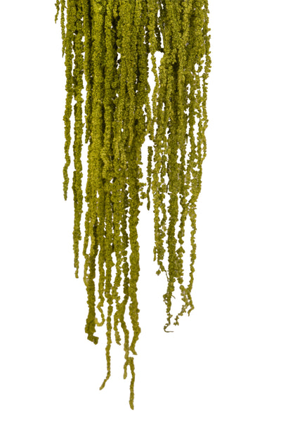 Crenguta conservata de Amaranthus H70-80 cm verde broccoli RR37