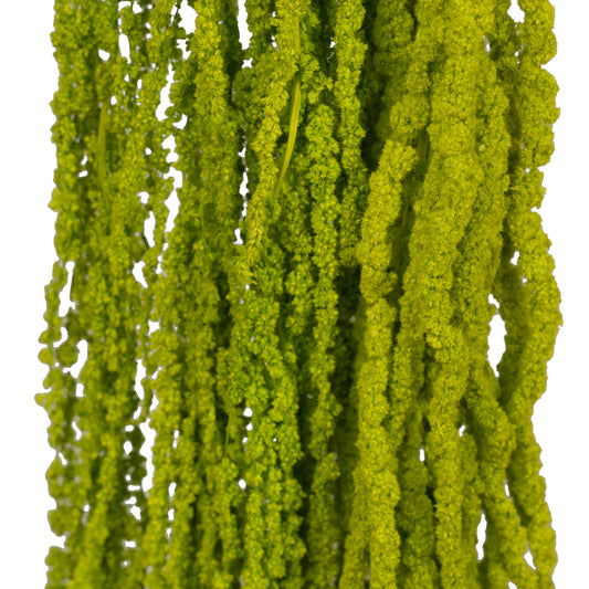 Crenguta conservata de Amaranthus H70-80 cm verde deschis