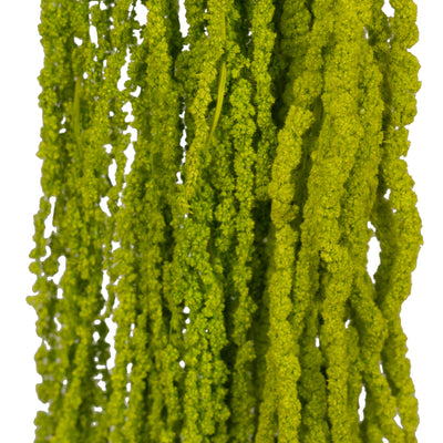 Crenguta conservata de Amaranthus H70-80 cm verde deschis