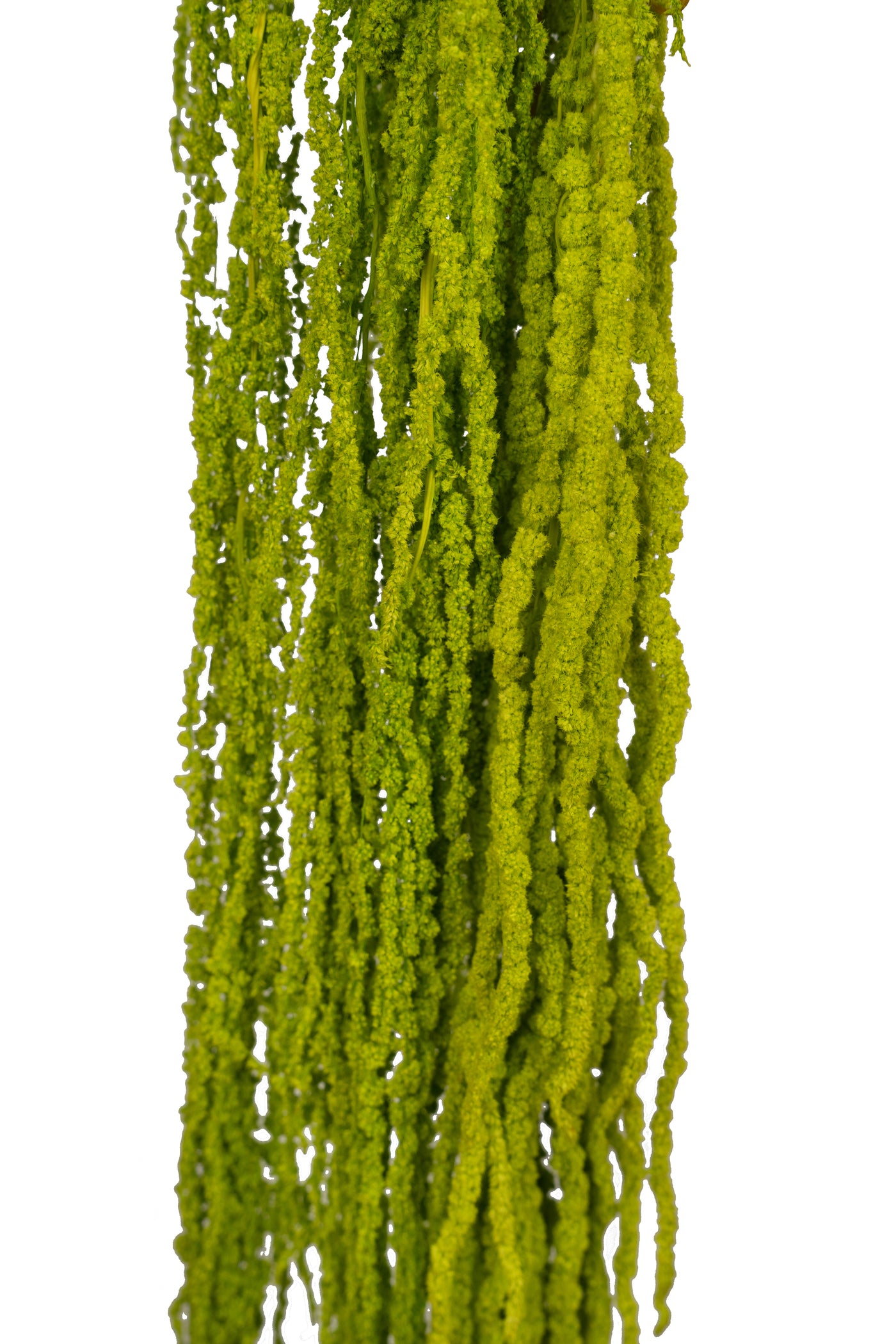 Crenguta conservata de Amaranthus H70-80 cm verde deschis