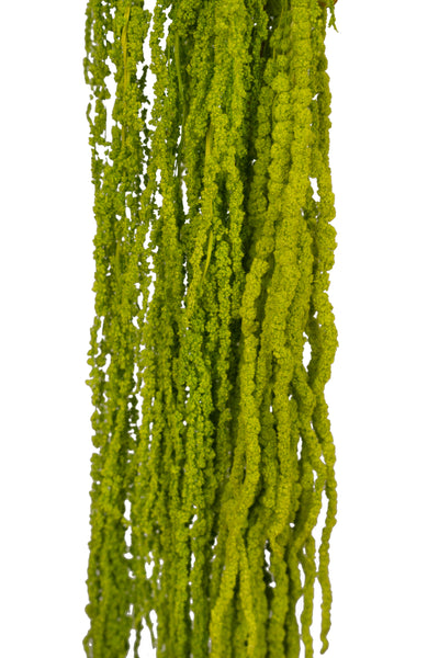 Crenguta conservata de Amaranthus H70-80 cm verde deschis
