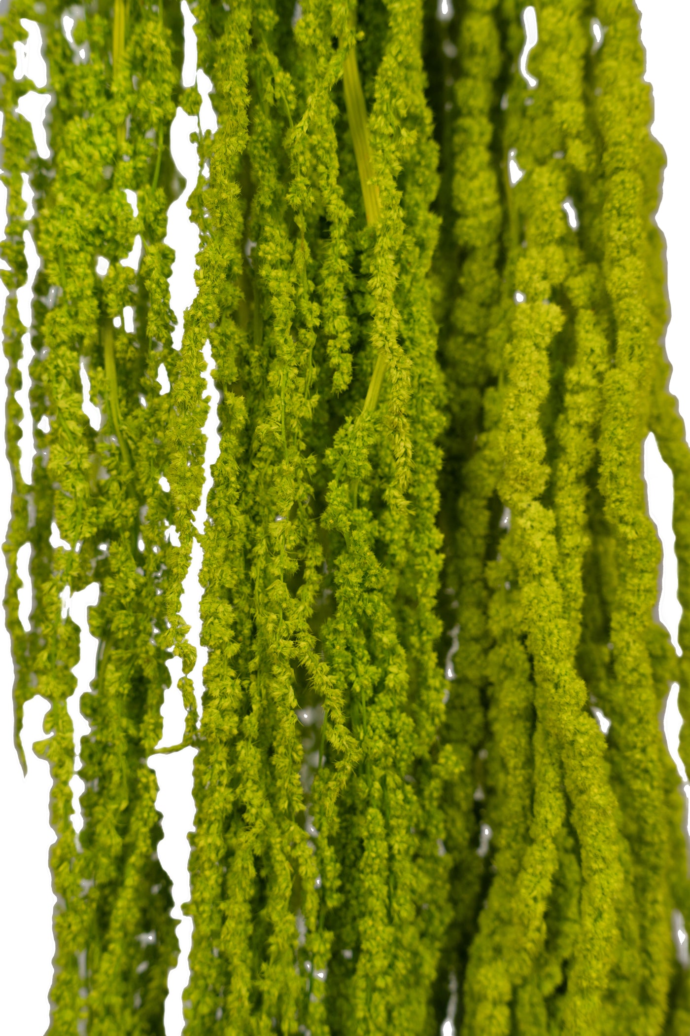 Crenguta conservata de Amaranthus H70-80 cm verde deschis