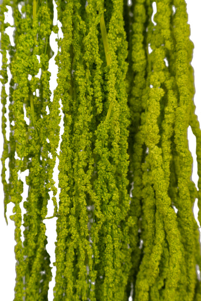Crenguta conservata de Amaranthus H70-80 cm verde deschis