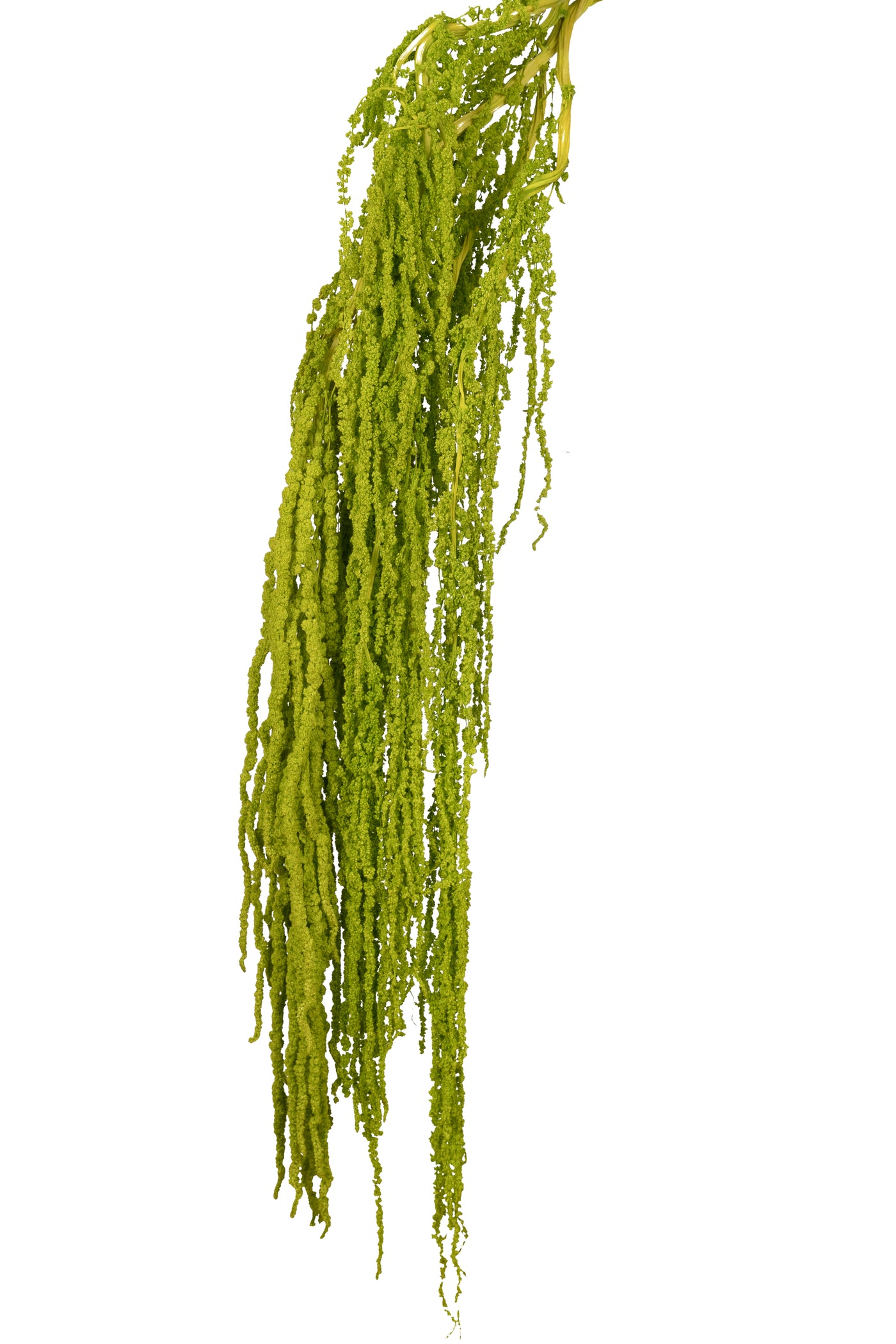 Crenguta conservata de Amaranthus H70-80 cm verde deschis