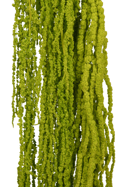 Crenguta conservata de Amaranthus H70-80 cm verde deschis