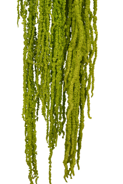 Crenguta conservata de Amaranthus H70-80 cm verde deschis