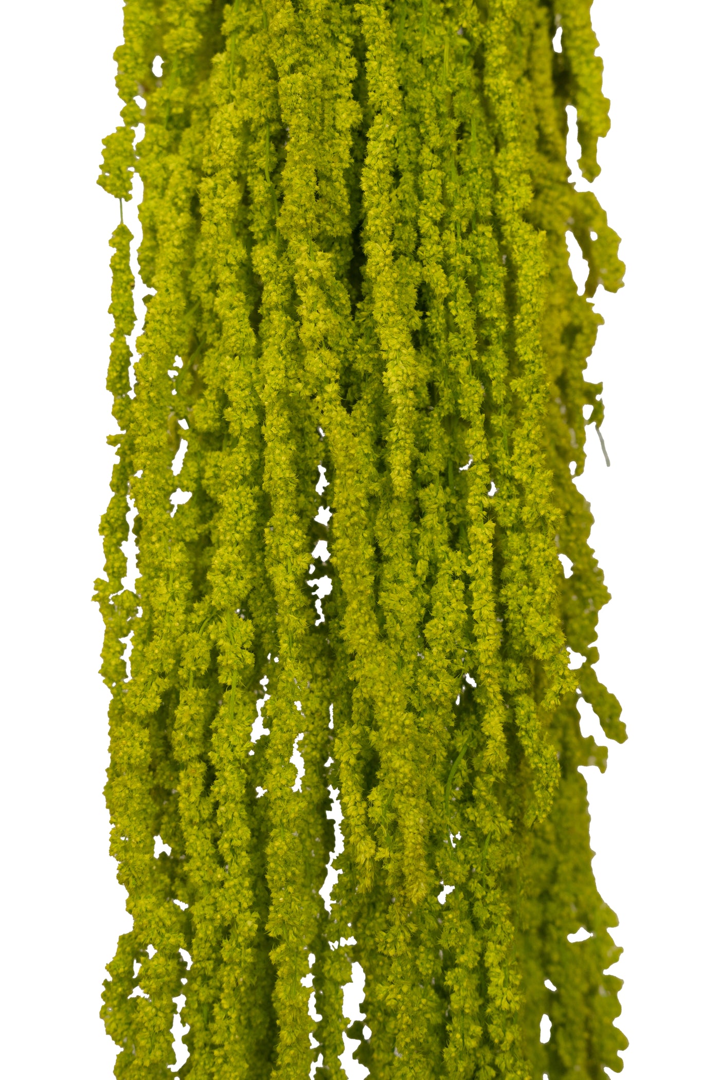 Crenguta conservata de Amaranthus H70-80 cm verde intens deschis RR33