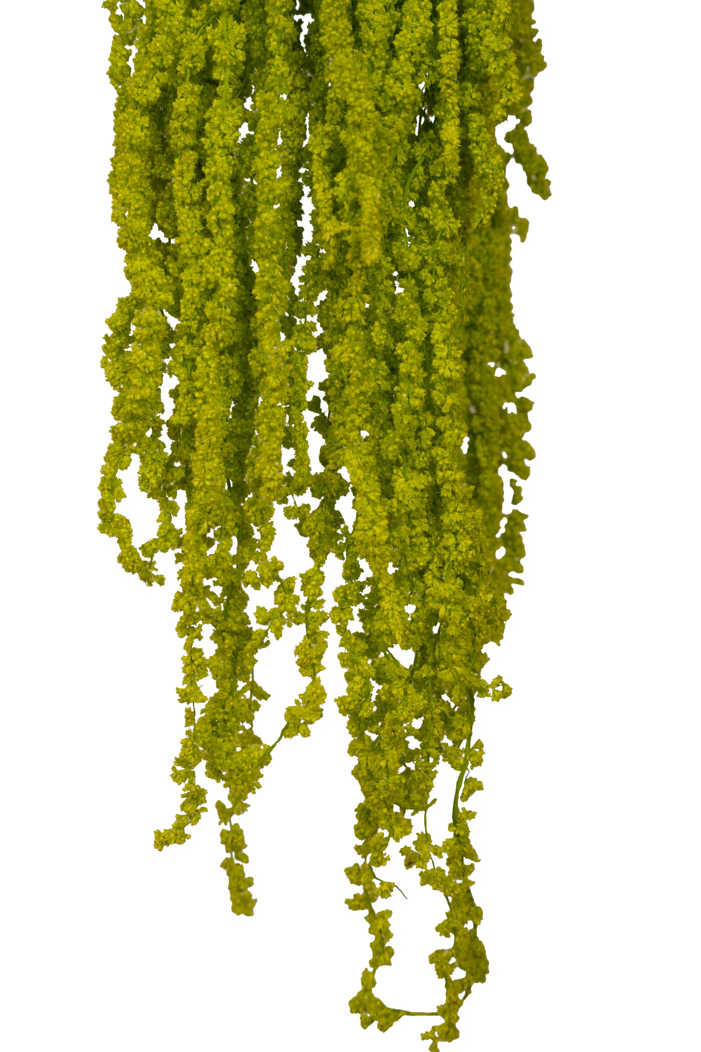 Crenguta conservata de Amaranthus H70-80 cm verde intens deschis RR33