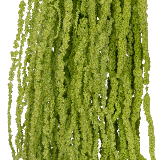 Crenguta conservata de Amaranthus H70-80 cm verde intens RR3