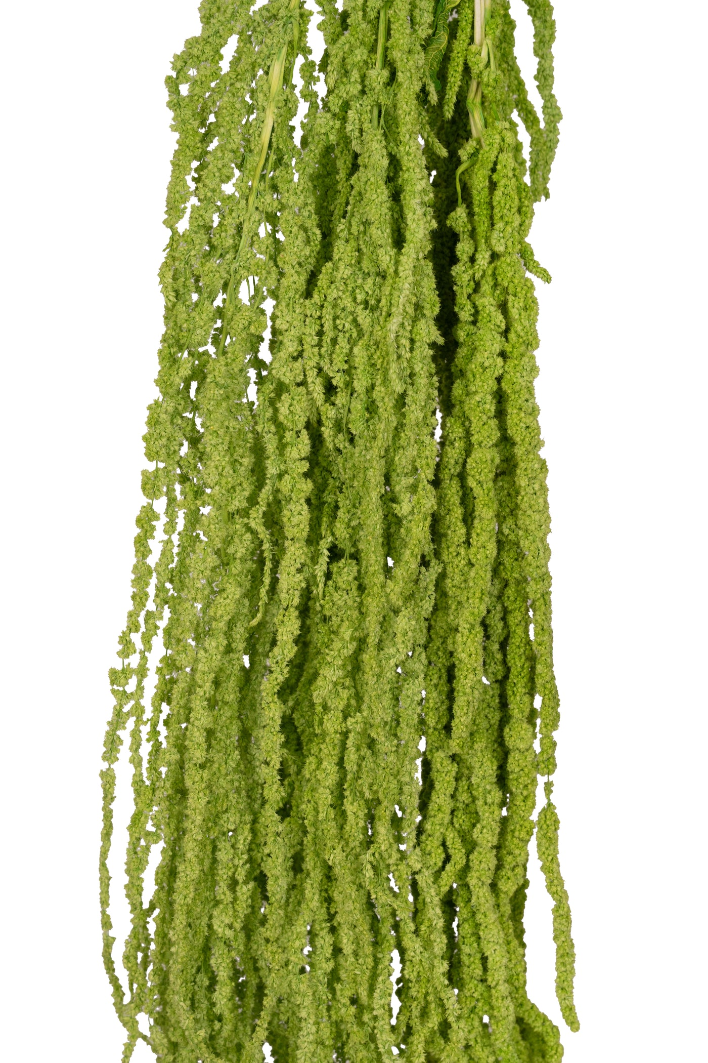Crenguta conservata de Amaranthus H70-80 cm verde intens RR3