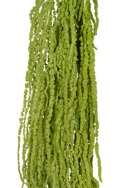 Crenguta conservata de Amaranthus H70-80 cm verde intens RR3