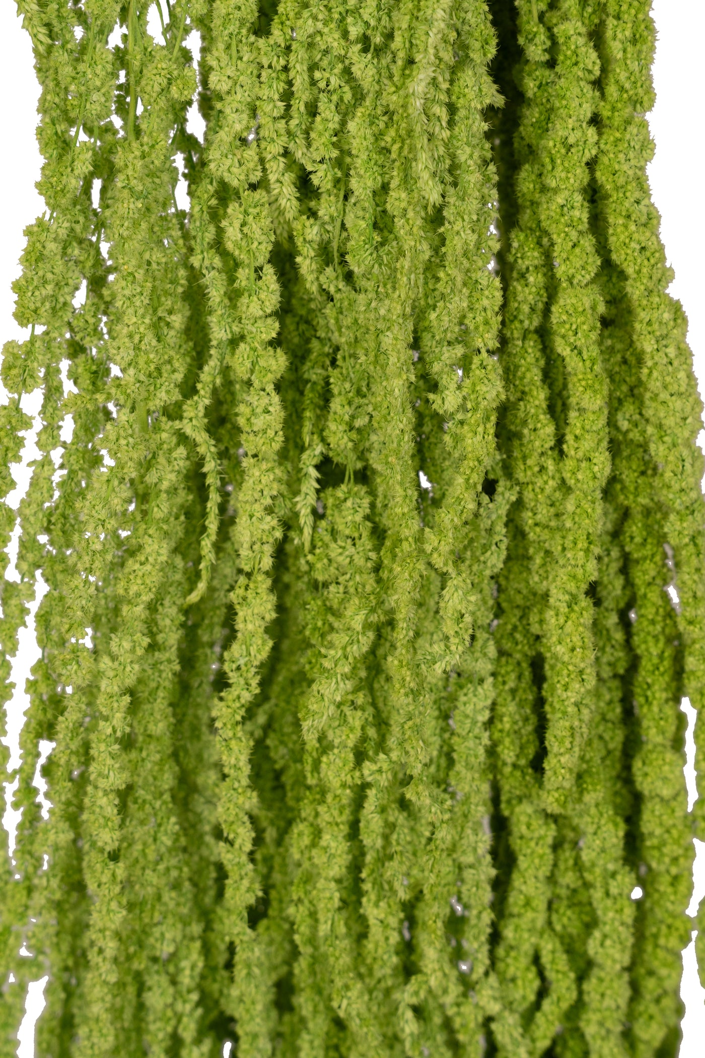 Crenguta conservata de Amaranthus H70-80 cm verde intens RR3