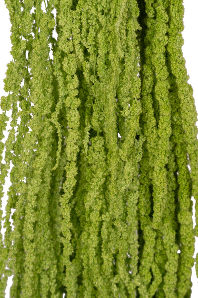 Crenguta conservata de Amaranthus H70-80 cm verde intens RR3