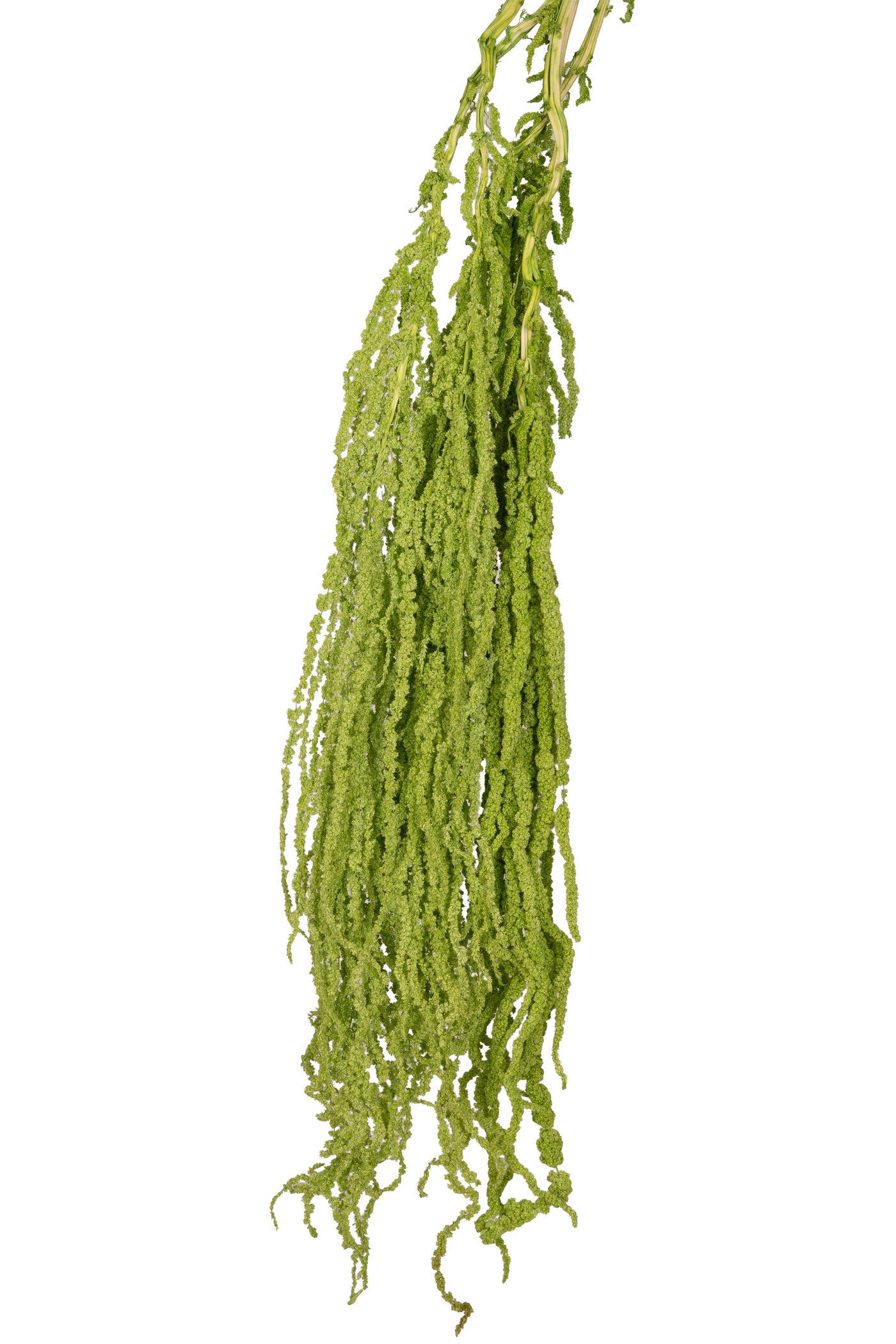 Crenguta conservata de Amaranthus H70-80 cm verde intens RR3