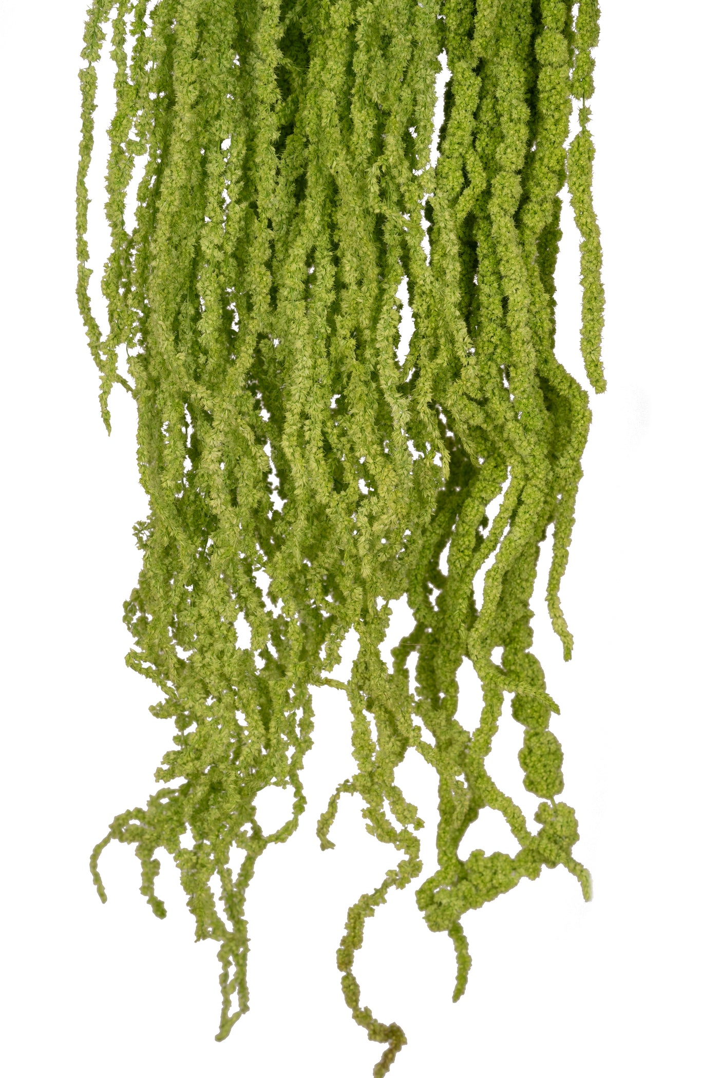 Crenguta conservata de Amaranthus H70-80 cm verde intens RR3