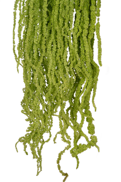 Crenguta conservata de Amaranthus H70-80 cm verde intens RR3