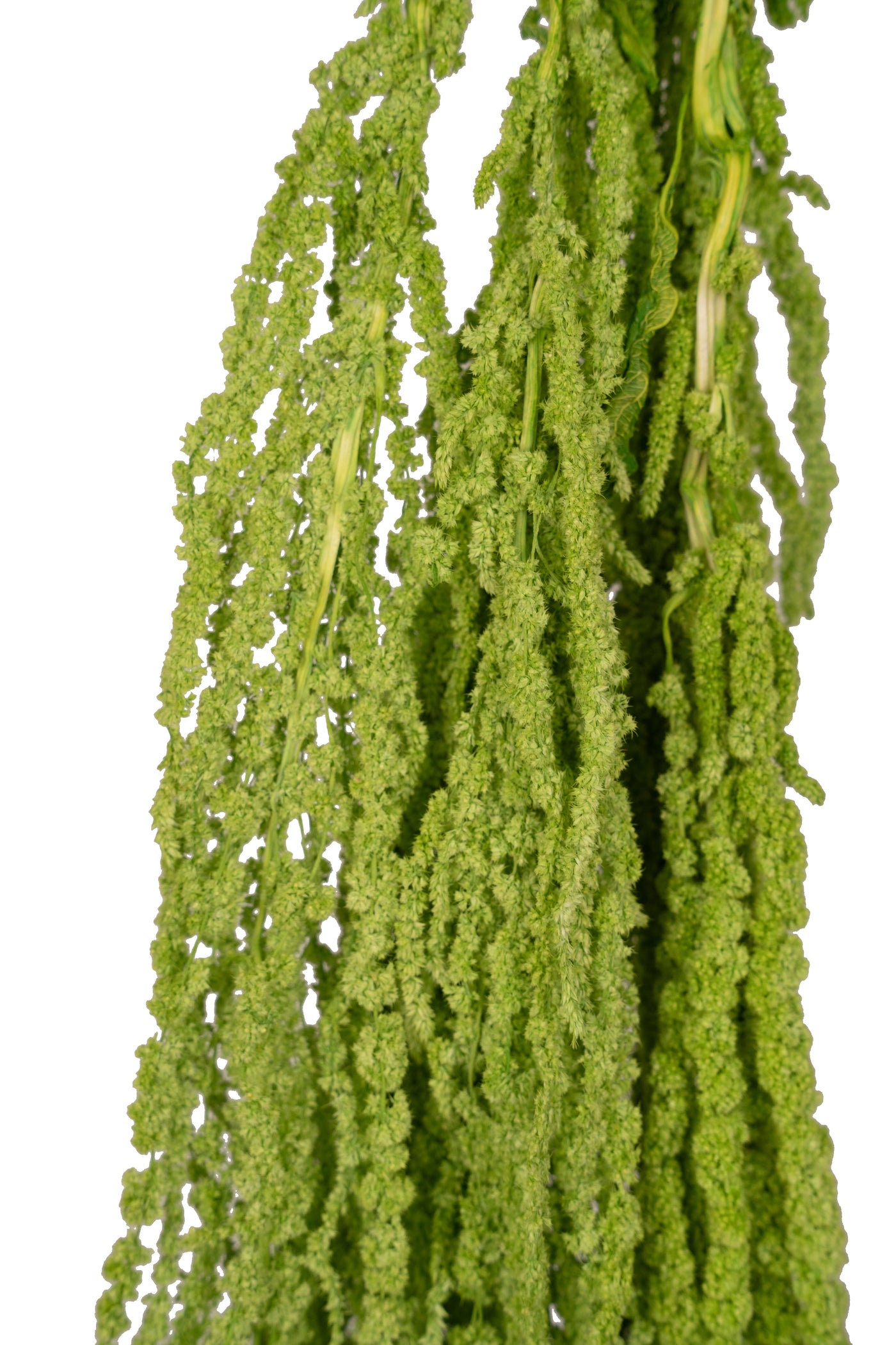 Crenguta conservata de Amaranthus H70-80 cm verde intens RR3