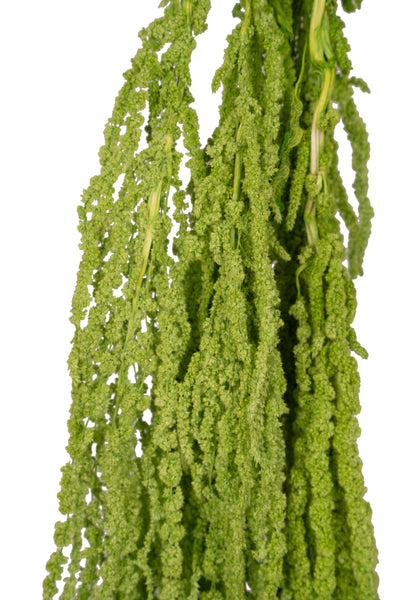 Crenguta conservata de Amaranthus H70-80 cm verde intens RR3