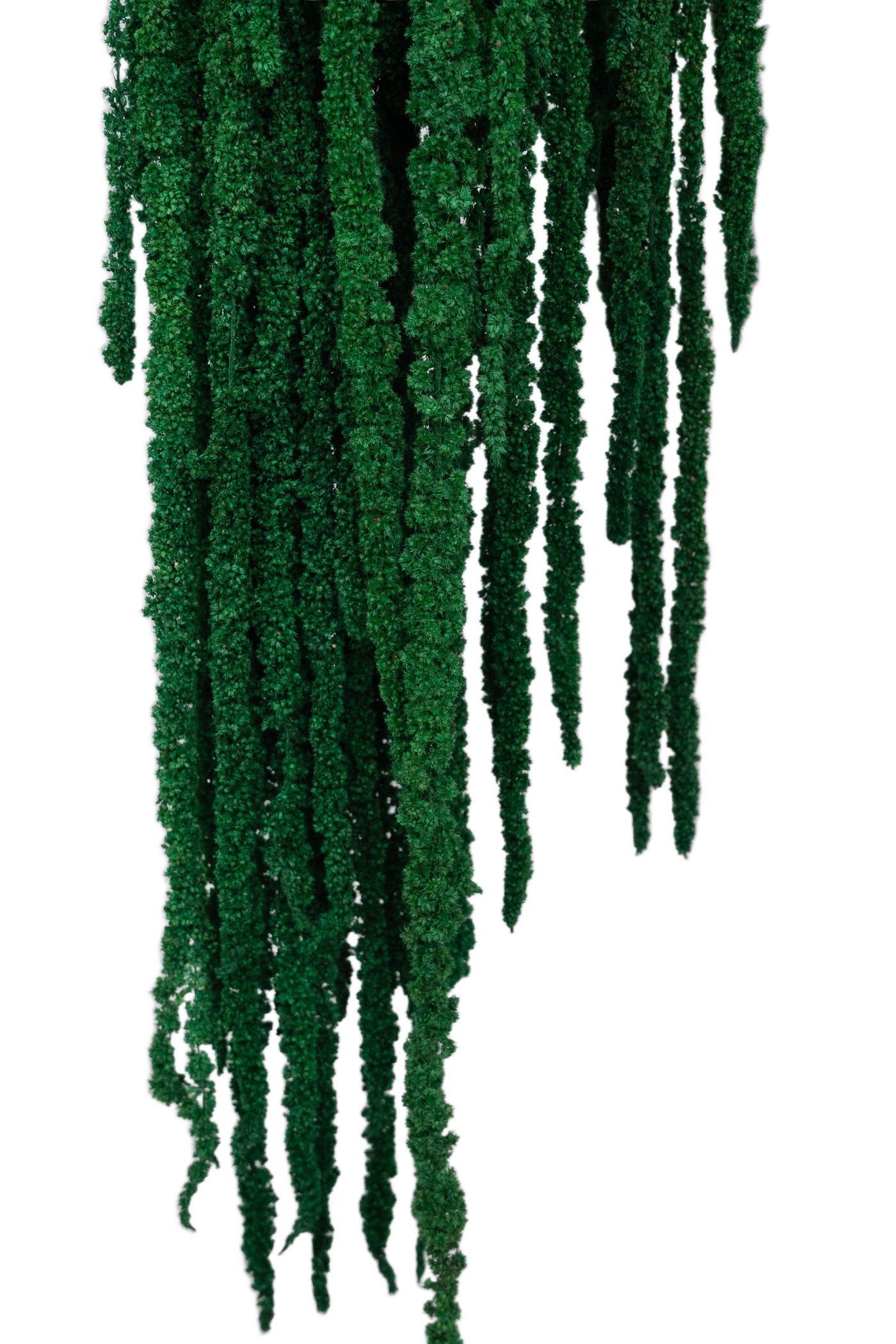 Crenguta conservata de Amaranthus H70-80 cm verde smarald deschis RR54