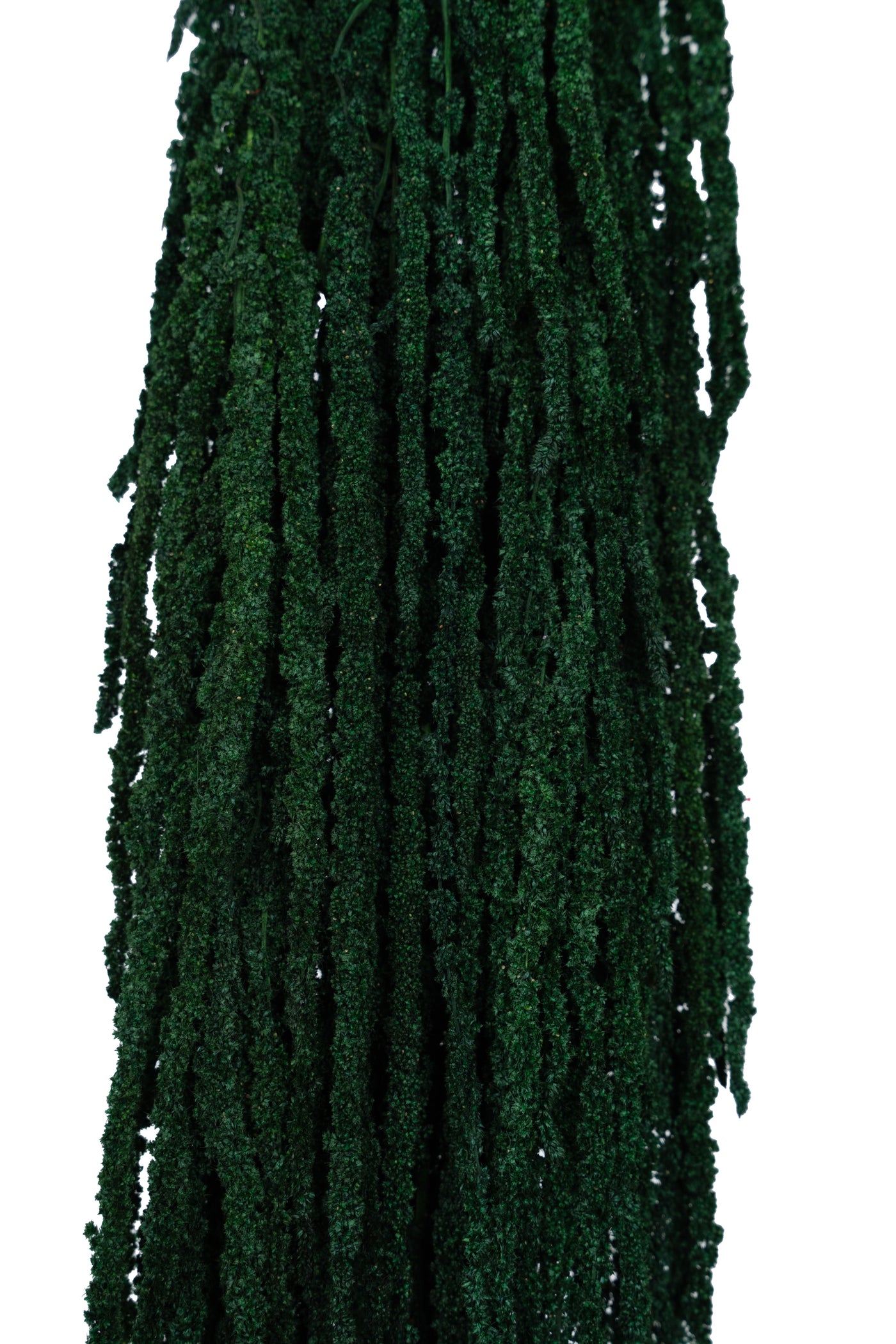 Crenguta conservata de Amaranthus H70-80 cm verde smarald RR1
