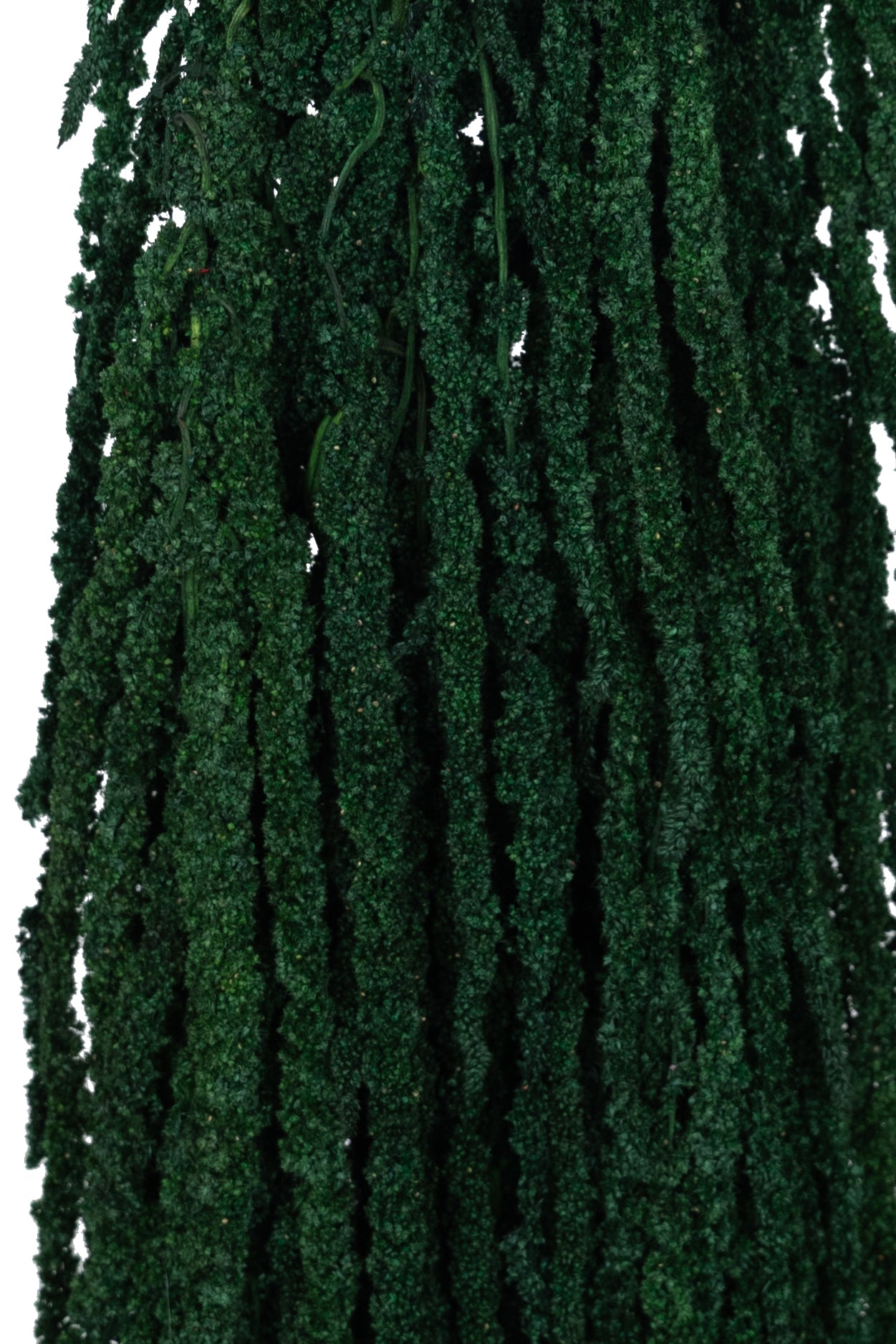 Crenguta conservata de Amaranthus H70-80 cm verde smarald RR1