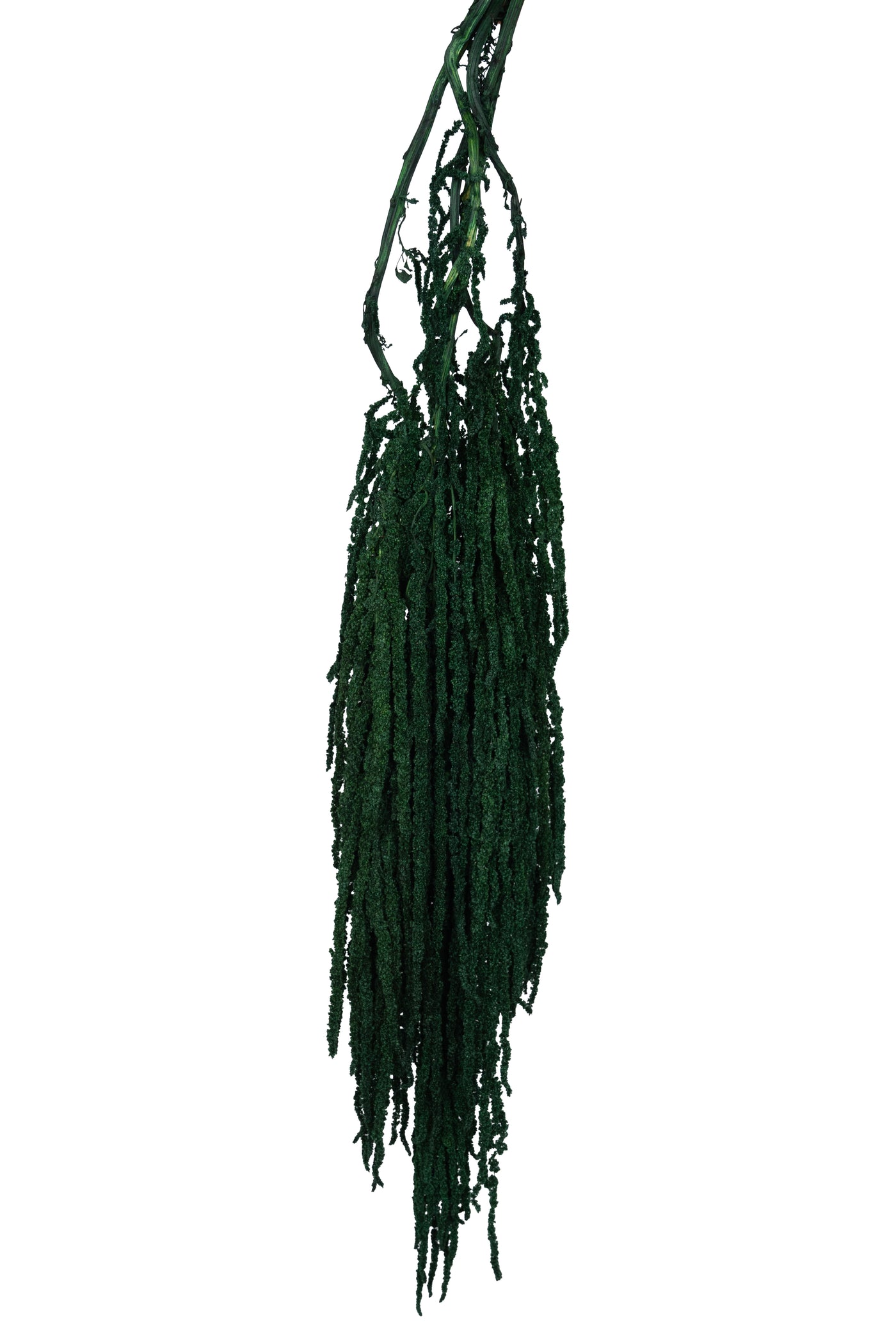 Crenguta conservata de Amaranthus H70-80 cm verde smarald RR1
