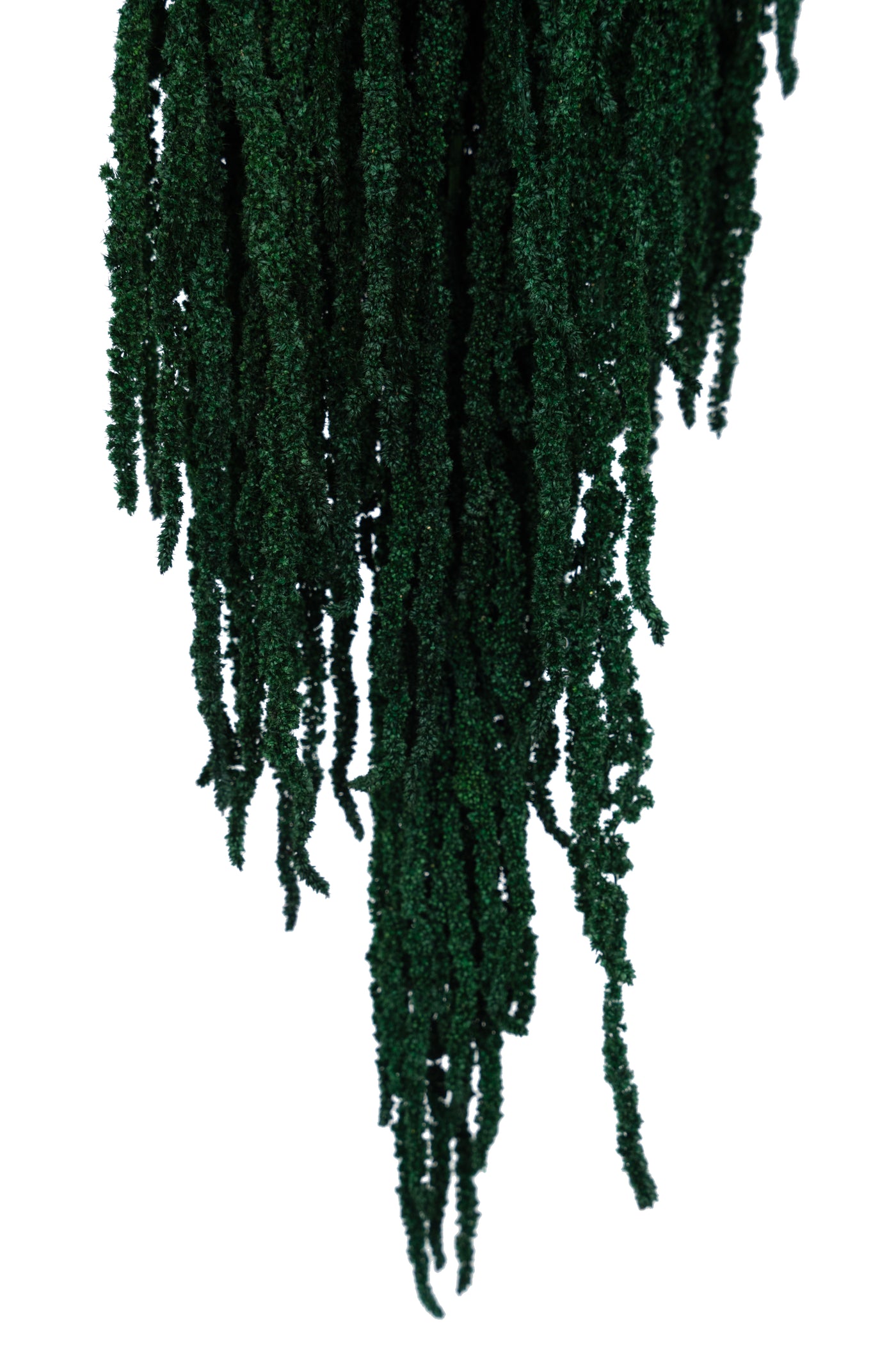 Crenguta conservata de Amaranthus H70-80 cm verde smarald RR1