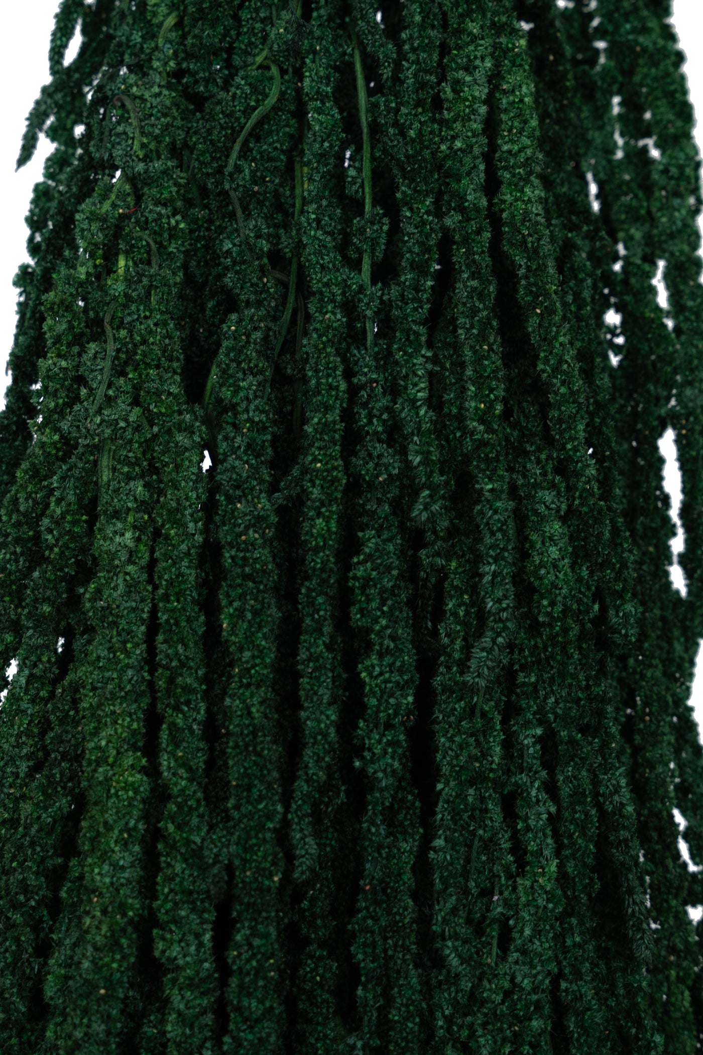 Crenguta conservata de Amaranthus H70-80 cm verde smarald RR1