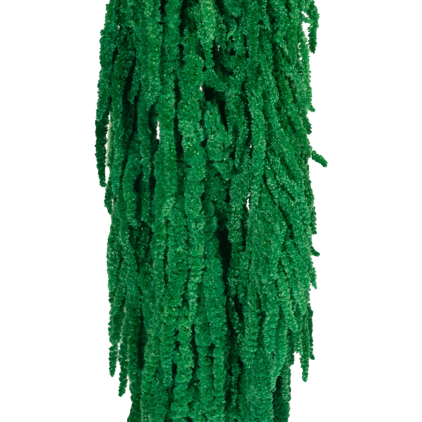 Crenguta conservata de Amaranthus H70-80 cm. verde smarald RR2