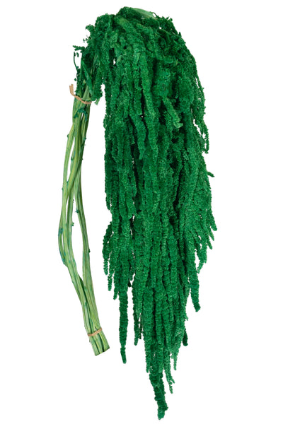 Crenguta conservata de Amaranthus H70-80 cm. verde smarald RR2