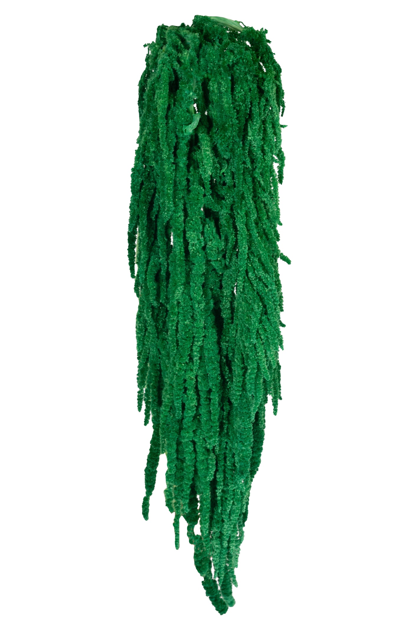 Crenguta conservata de Amaranthus H70-80 cm. verde smarald RR2