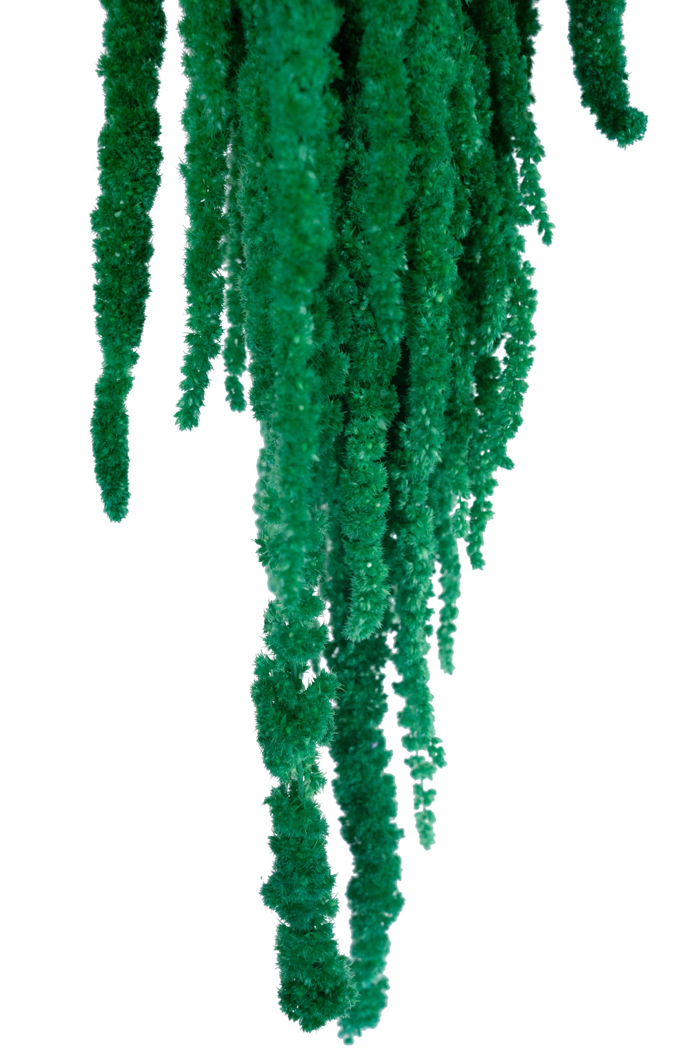 Crenguta conservata de Amaranthus H70-80 cm. verde smarald RR2