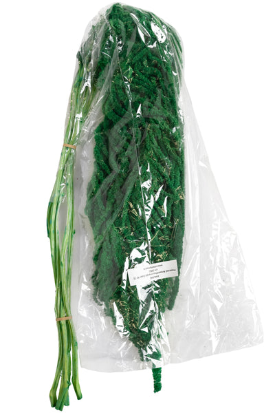 Crenguta conservata de Amaranthus H70-80 cm. verde smarald RR2