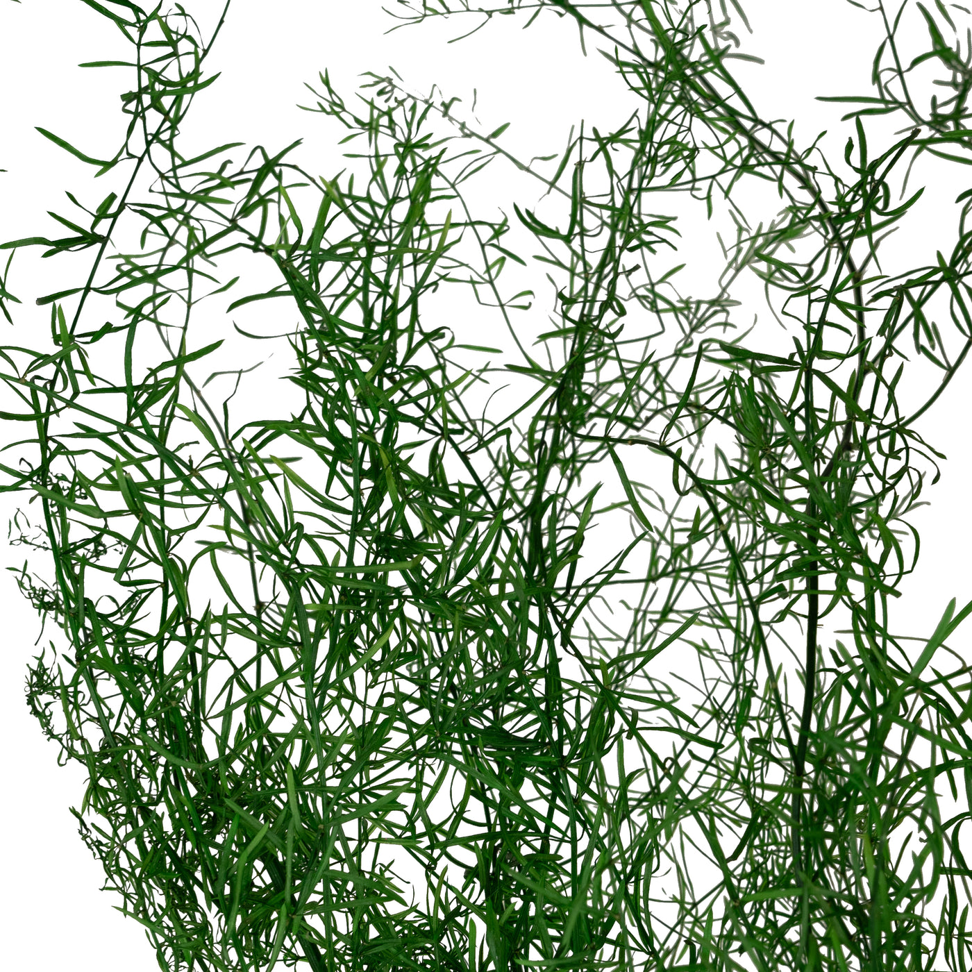 Crenguta conservata de Asparagus sprengeri H45-80cm. verde smarald