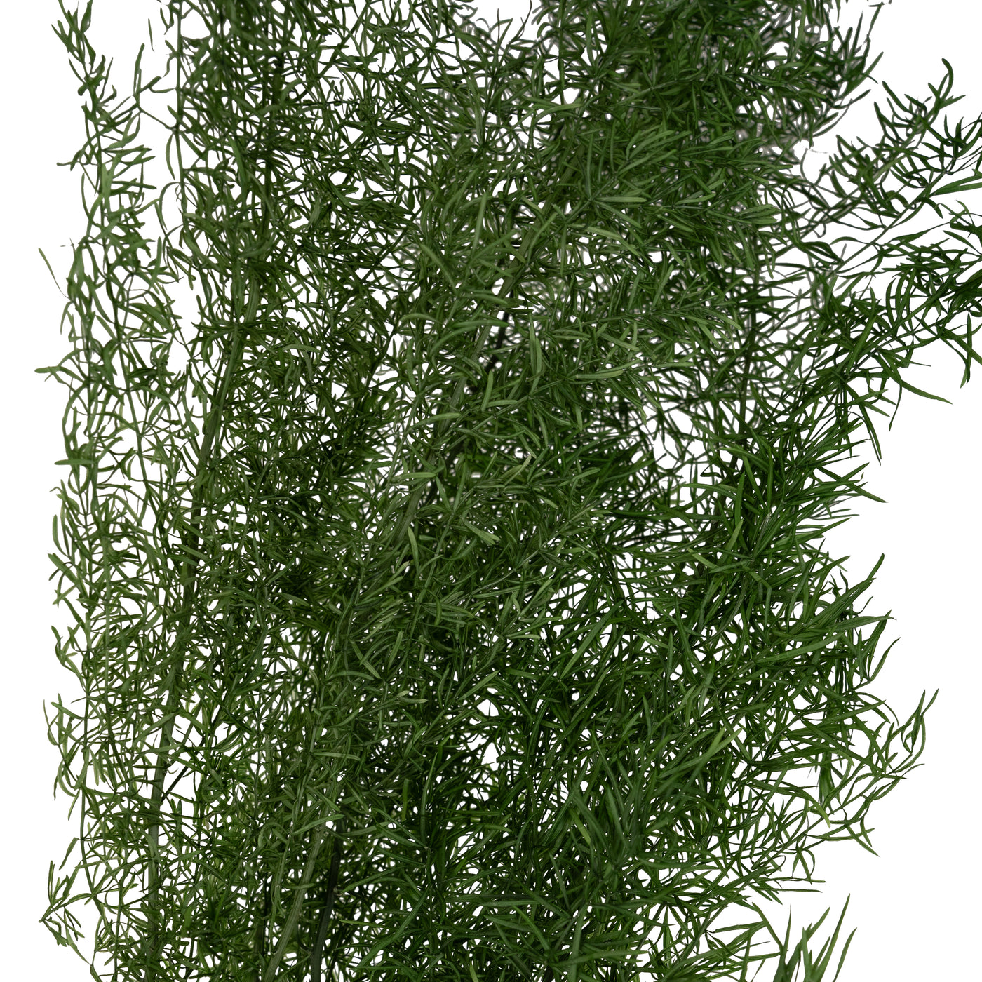 Crenguta conservata de Asparagus sprengeri H50-80cm. verde broccoli