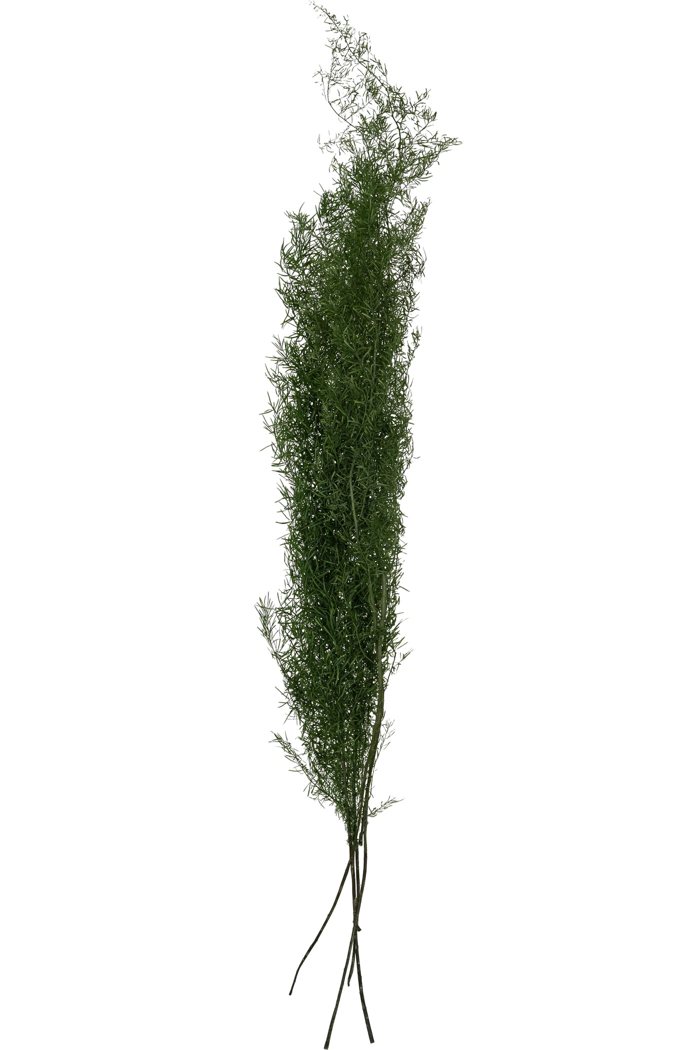 Crenguta conservata de Asparagus sprengeri H50-80cm. verde broccoli