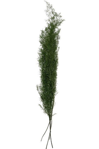 Crenguta conservata de Asparagus sprengeri H50-80cm. verde broccoli