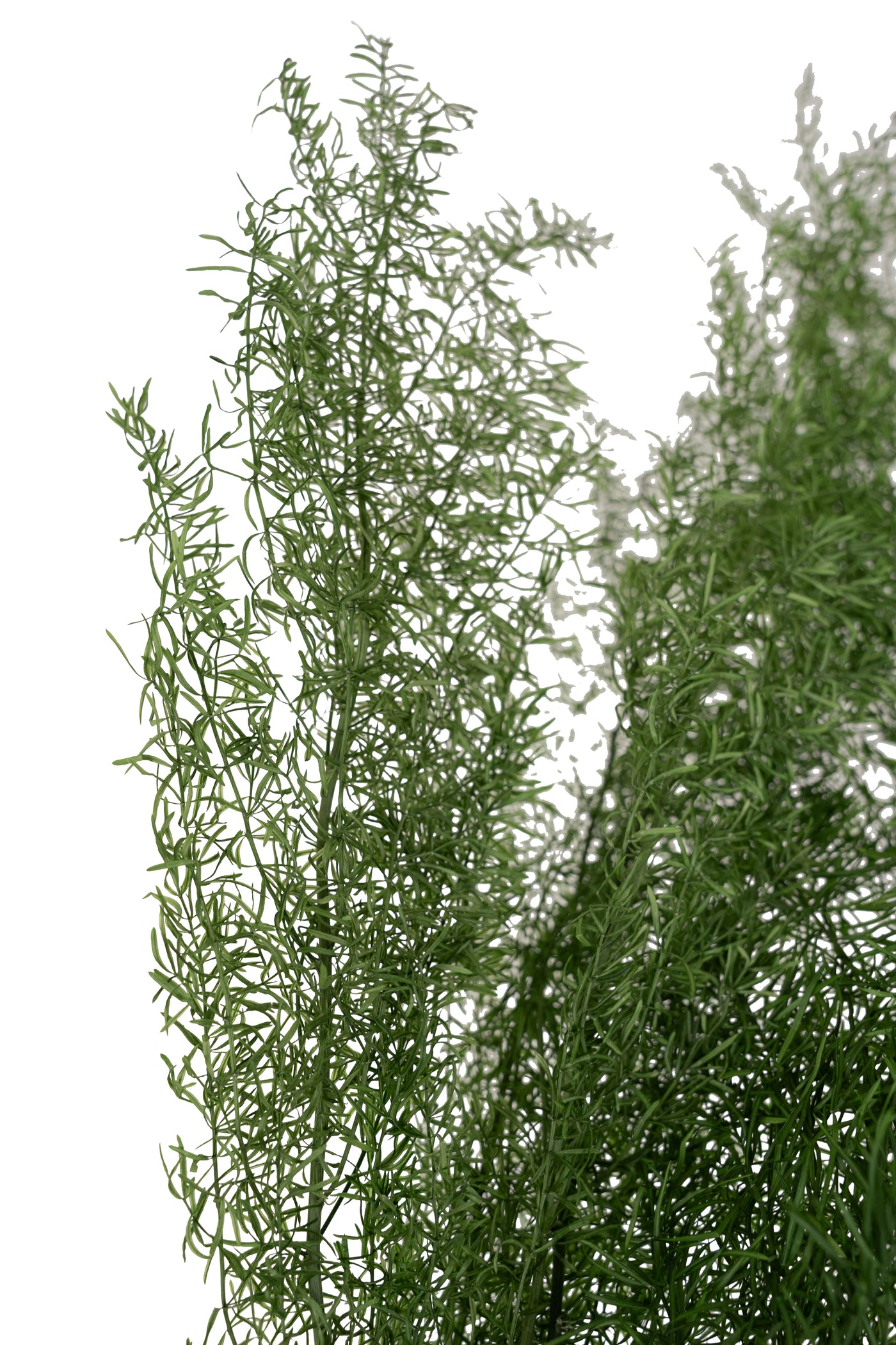 Crenguta conservata de Asparagus sprengeri H50-80cm. verde broccoli