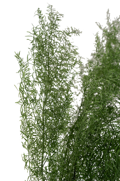 Crenguta conservata de Asparagus sprengeri H50-80cm. verde broccoli