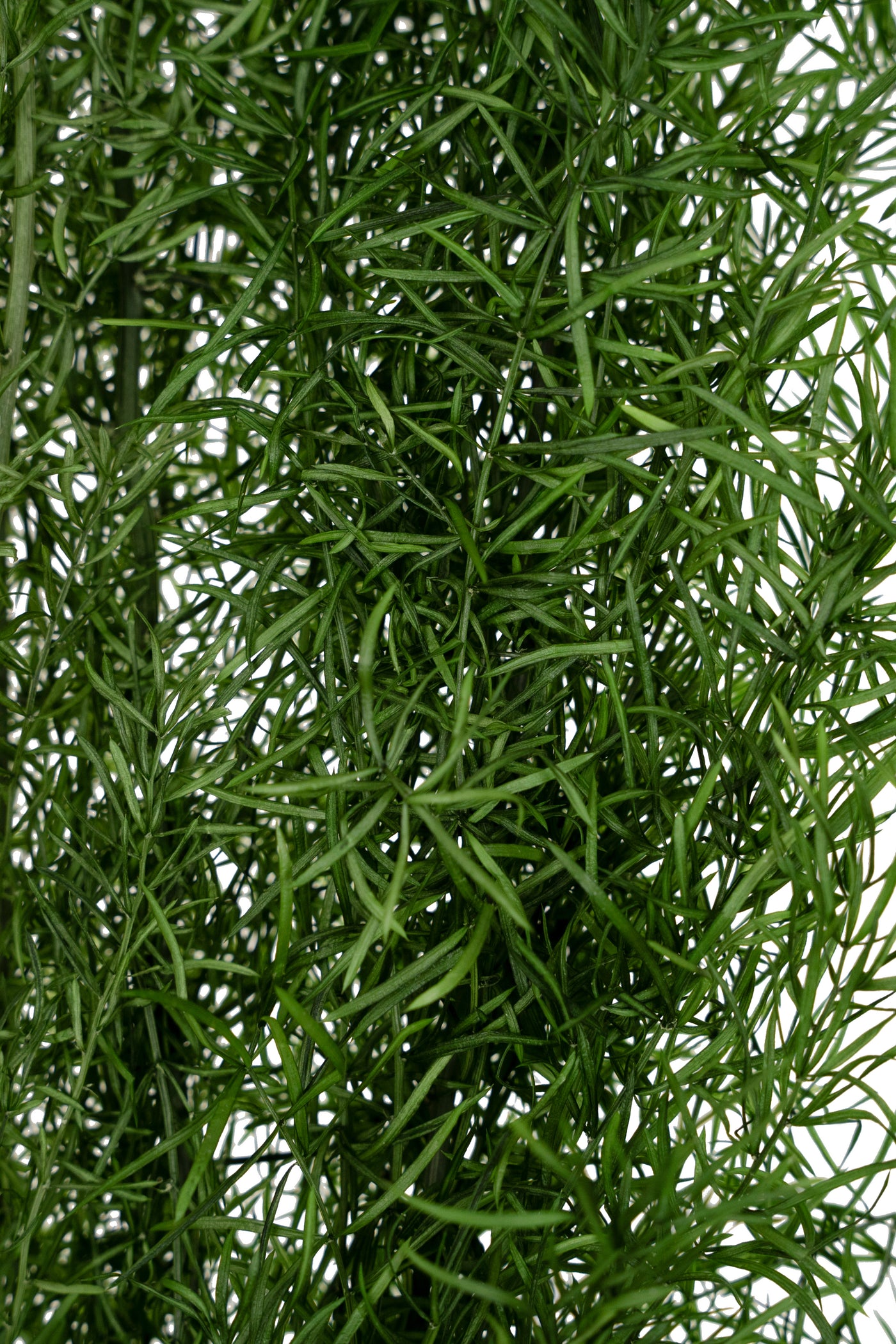 Crenguta conservata de Asparagus sprengeri H50-80cm. verde broccoli