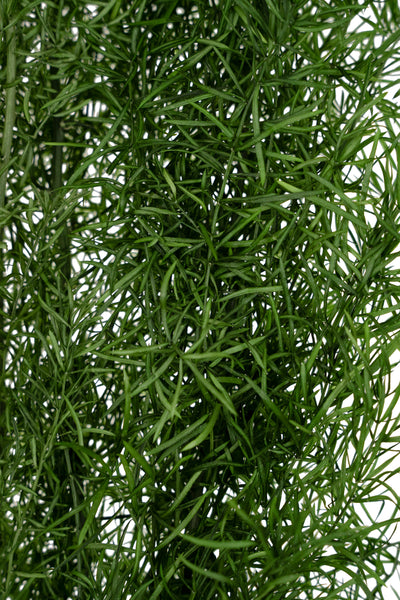 Crenguta conservata de Asparagus sprengeri H50-80cm. verde broccoli