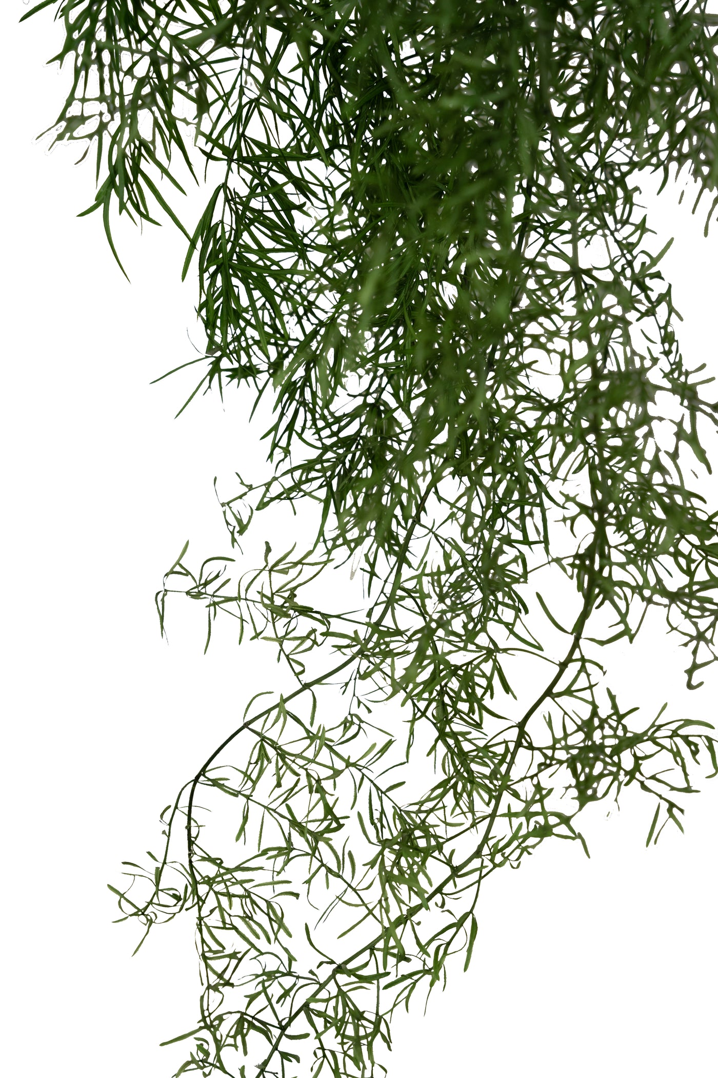 Crenguta conservata de Asparagus sprengeri H50-80cm. verde broccoli