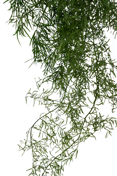 Crenguta conservata de Asparagus sprengeri H50-80cm. verde broccoli