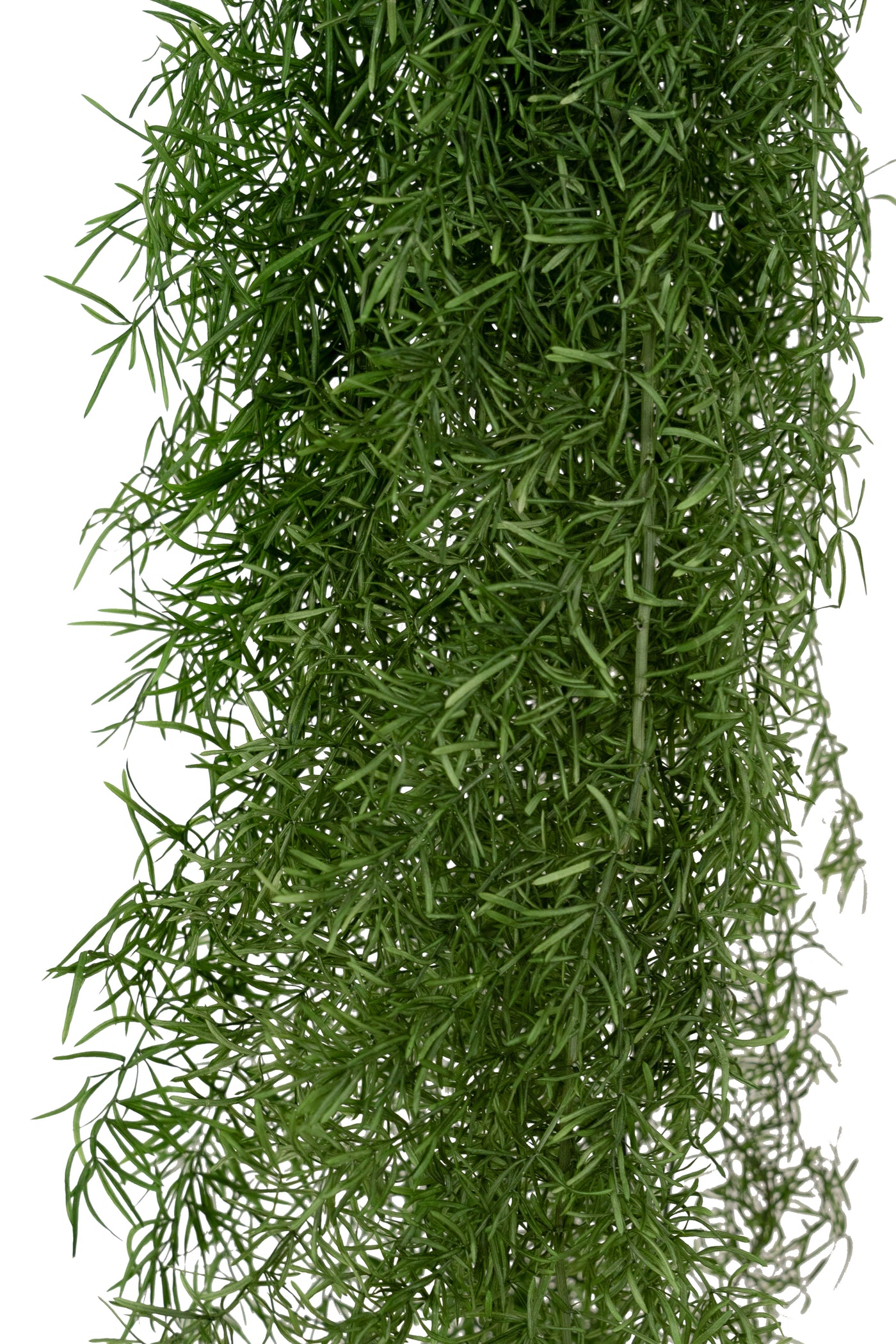 Crenguta conservata de Asparagus sprengeri H50-80cm. verde broccoli