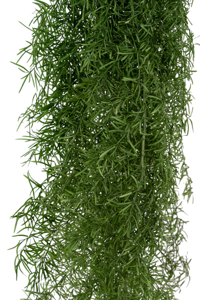 Crenguta conservata de Asparagus sprengeri H50-80cm. verde broccoli