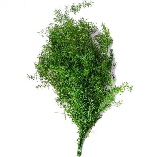 Crenguta conservata de Asparagus sprengeri H50-80cm. verde inchis RR1