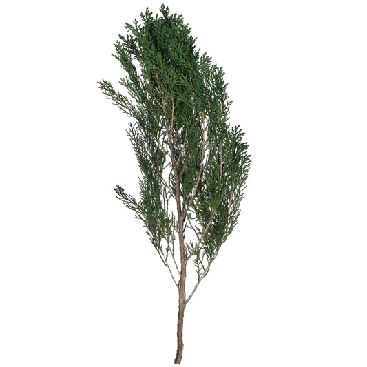Crenguta conservata de Cypress H40-60 cm. verde